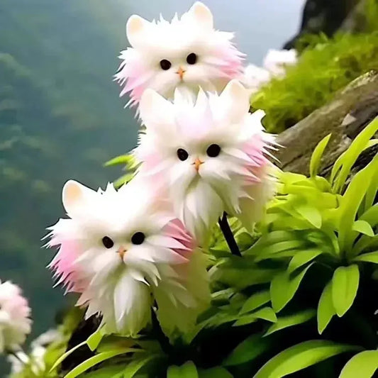 🐱Magical plants! 🌈Cat's eye dazzling seeds🔥 Free Organic Pot Mix🔥