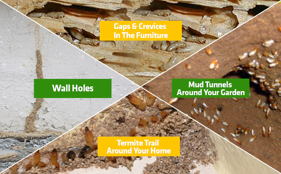 Termite Killer Spray - Effective Pest solution for your home (️‍🔥Buy 1 Get 2 Free️‍🔥)